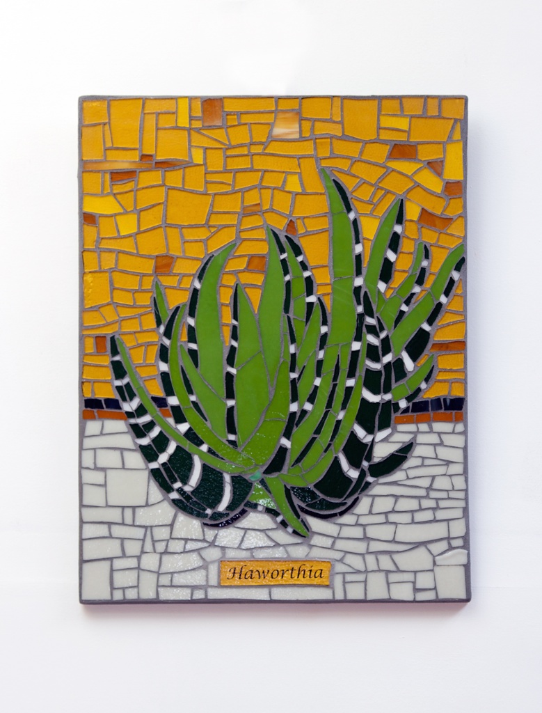 Haworthia